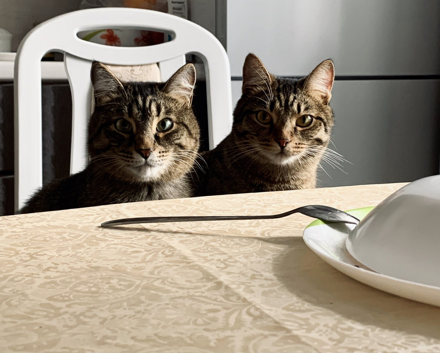 Полосатая компания