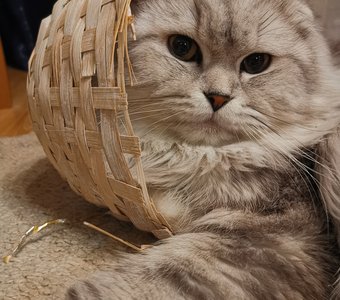 Любимый Кузя