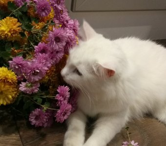 Флорист к Вашим услугам