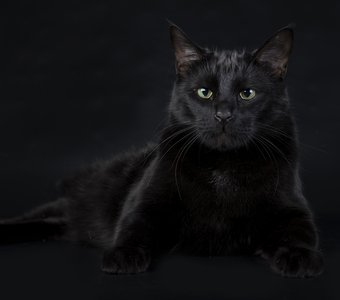 Кузя -Black Cat