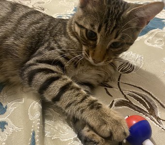 Кот с игрушкой)