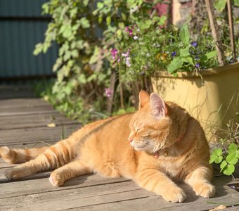 Солнечный кот