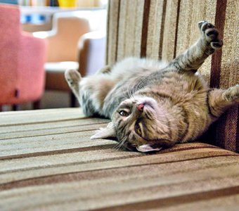 Потягушечки.