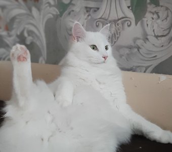 Подругу по телеку показали