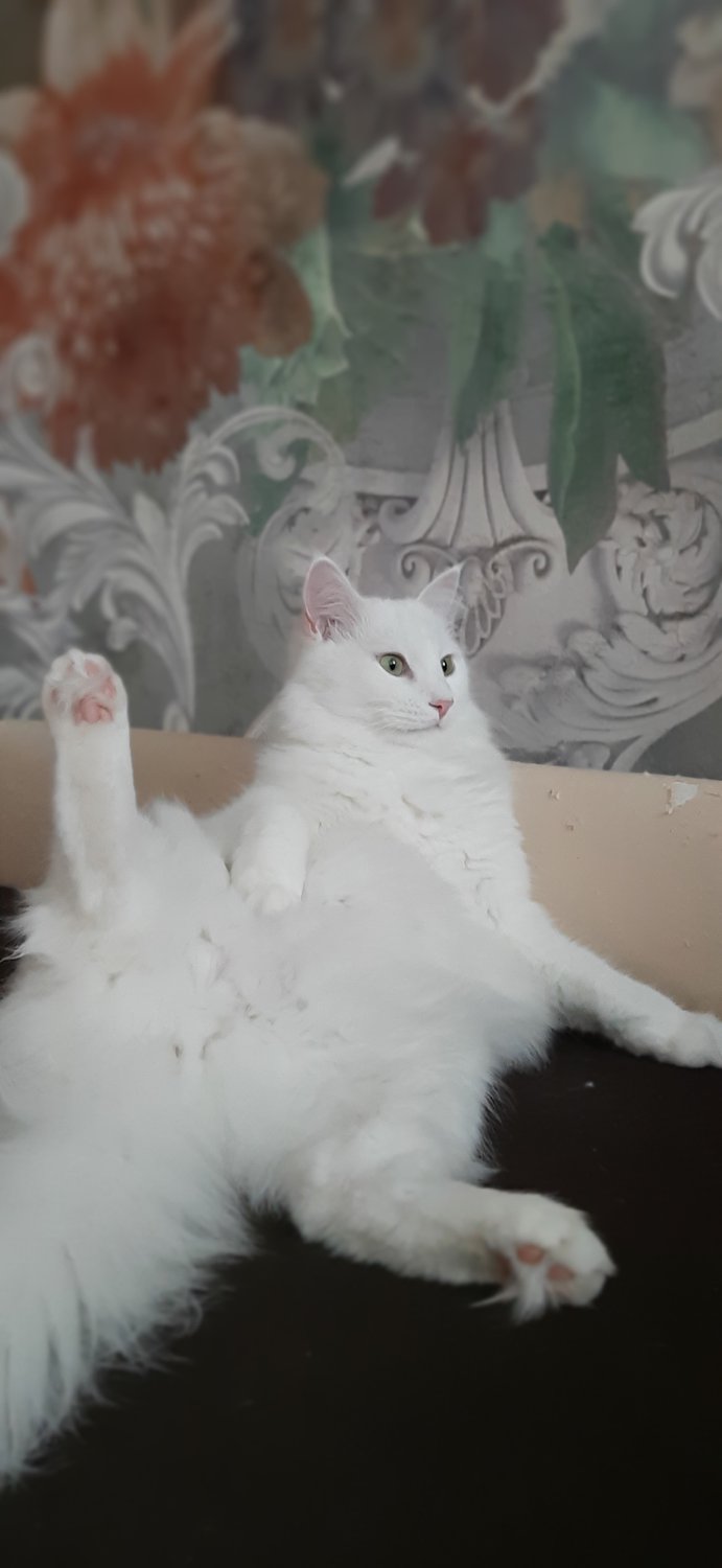 Подругу по телеку показали