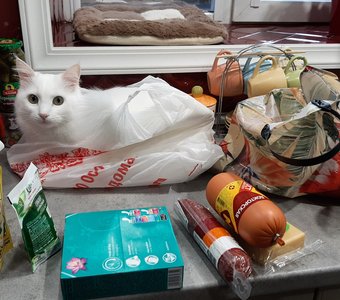 Кот в мешке