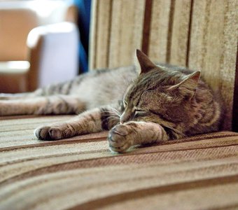 Котик в кафе.