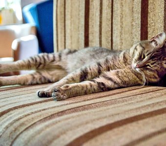 Потягушечки