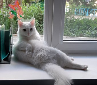 Шерстяной день