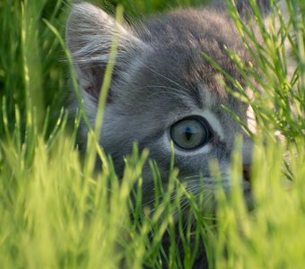 Котёнок выглядывает из густой травы
