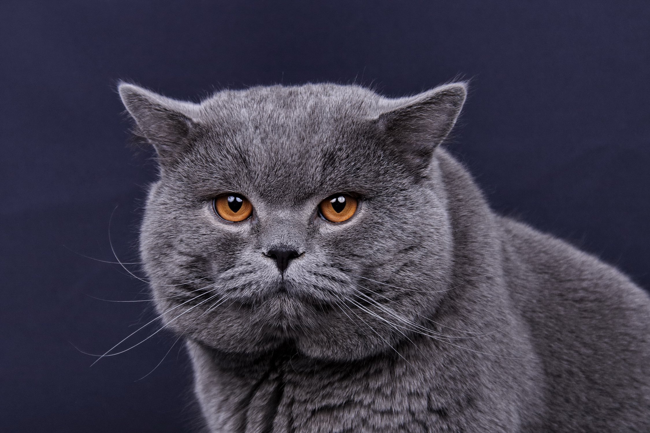 Фотографии кошки британской породы. Британец кошка. Британская короткошёрстная кошка голубая. Британская кошка британка. Британский короткошерстный кот голубой.