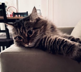 Ночные думки