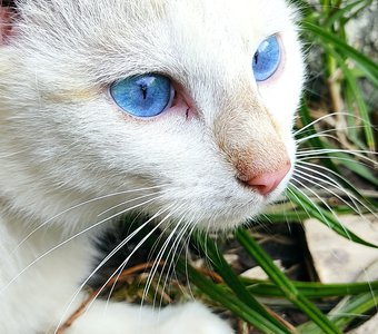 Голубоглазка