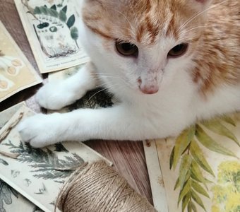 А ну-ка, развяжи!