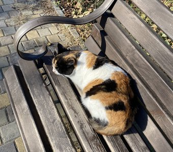 Трехцветный кот)