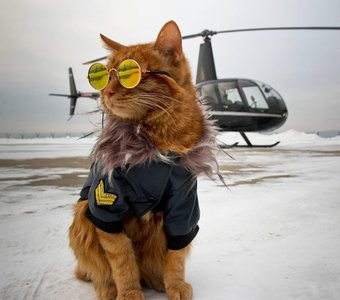 Кот авиатор