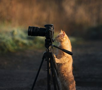Кот-фотограф