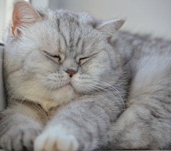 Сладкие сны Дуни