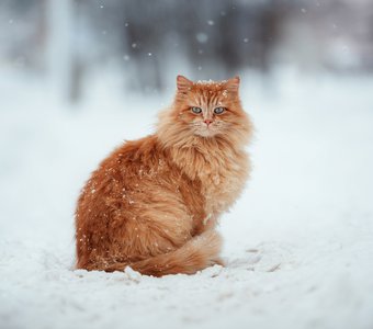 Рыжий кот в зимних декорациях