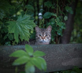 Портрет соседа