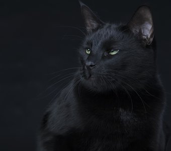 Кузя. Black cat