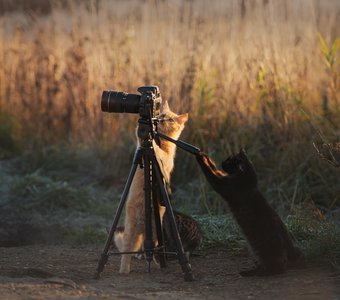 Коты-фотографы за работой