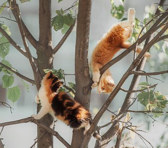 Котята на дереве играют