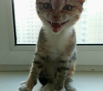 Кто сказал мяу?