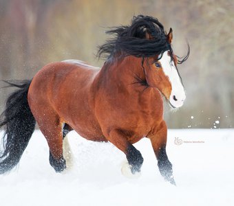 Яркие краски зимнего дня