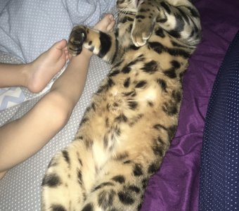 Надежный товарищ