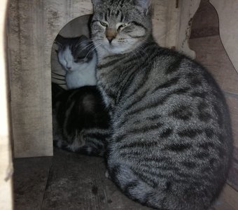 В добрые руки