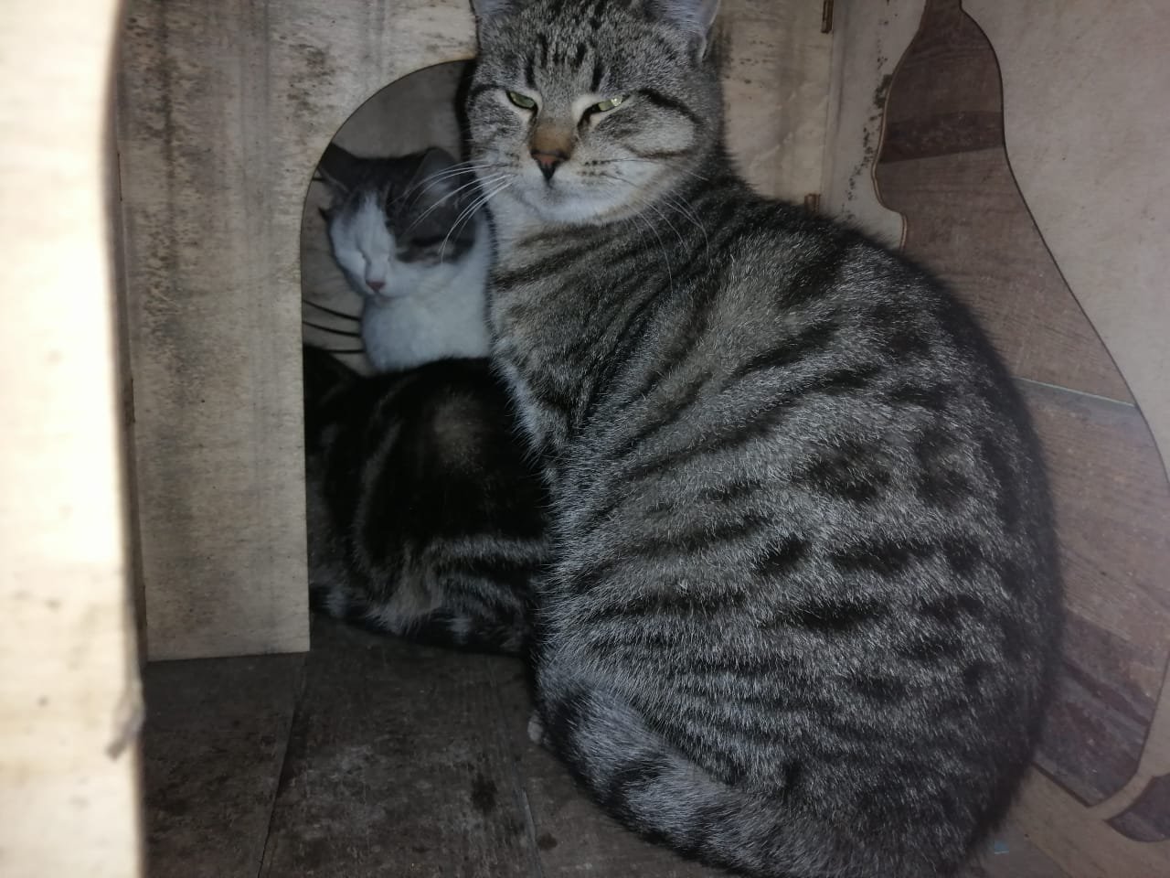 В добрые руки