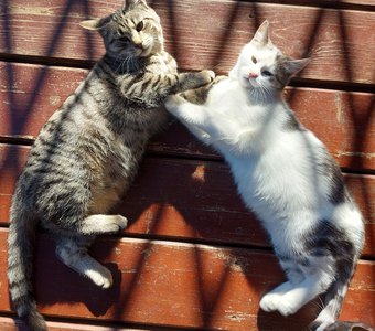 В добрые руки