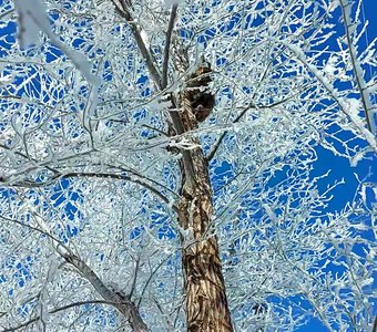 Коты прилетели