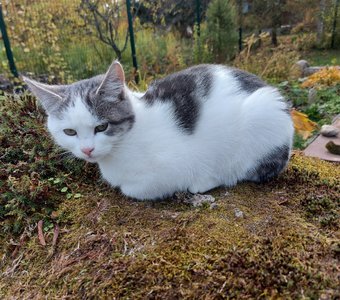 В добрые руки