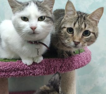 В добрые руки