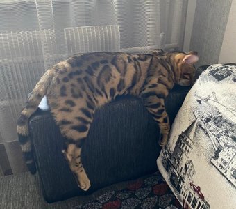 Спят усталые игрушки