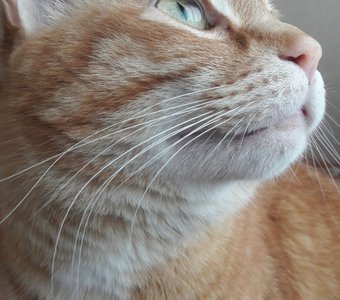 Мечты о Рио...)