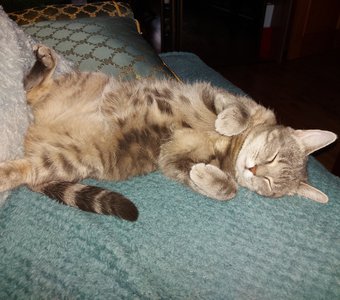 Была бездомная сейчас моя