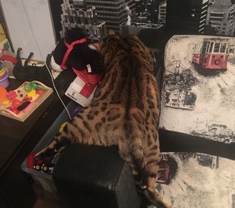 Шкура медведя