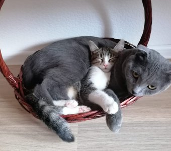 Мать по неволе