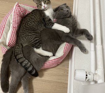 Седлай кота и поскакали