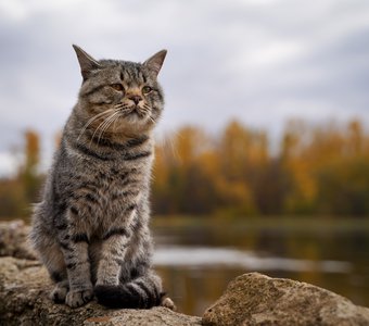 Тот, кто гуляет сам по себе