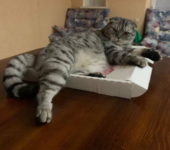 Пицца моя!