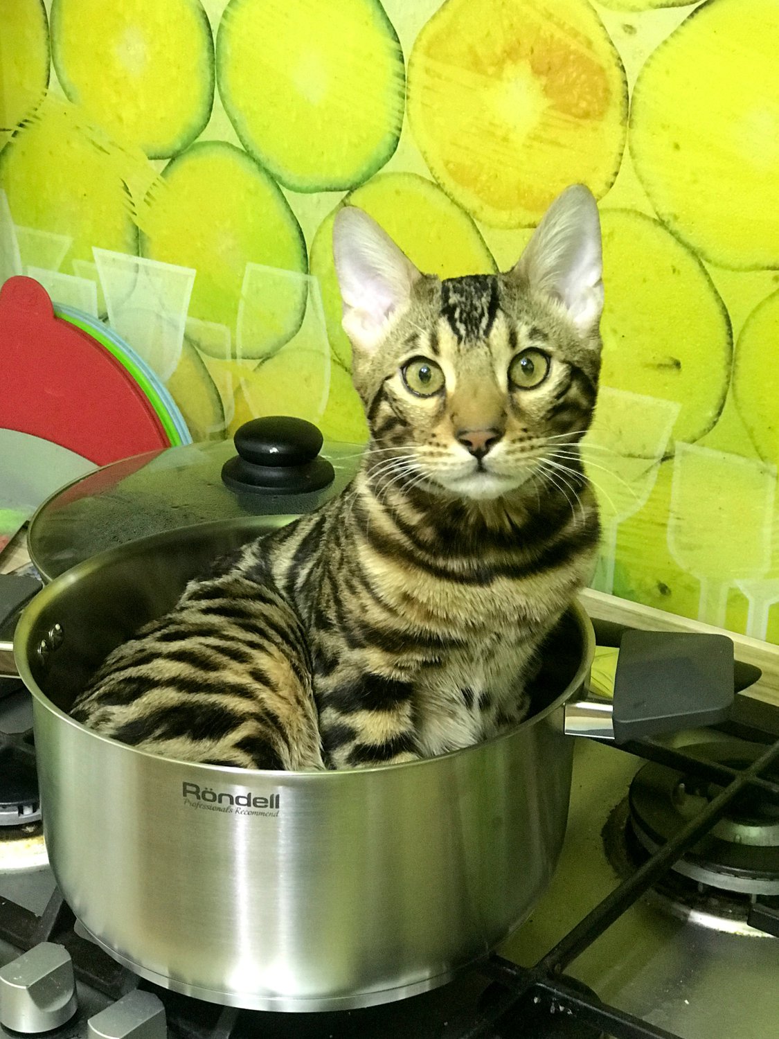 Суп с котом
