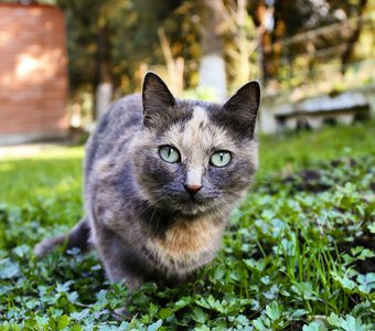 Кот в Нальчике