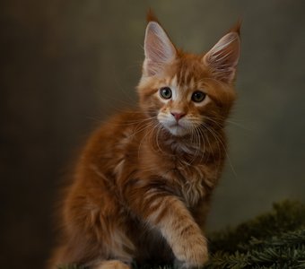 Которысеныш