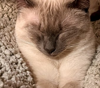 Мой ласковый и нежный дикарь Ивар