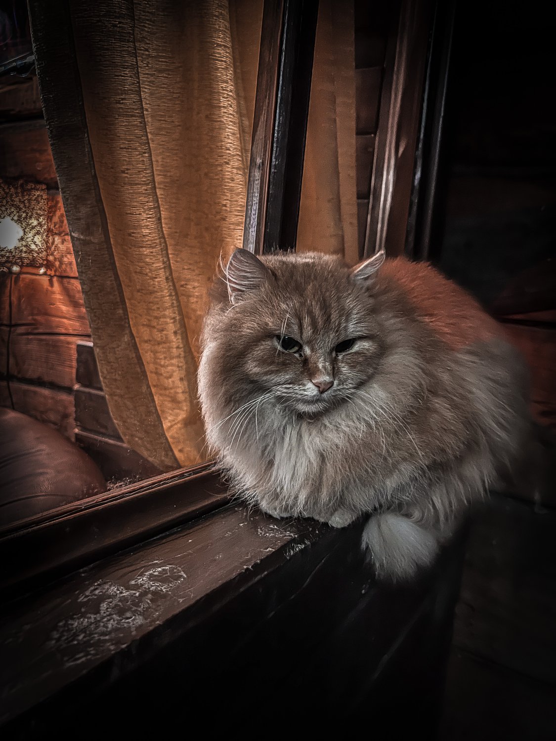 Упитанный «хозяин» уличного кафе