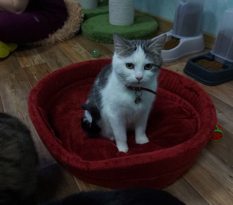 В добрые руки